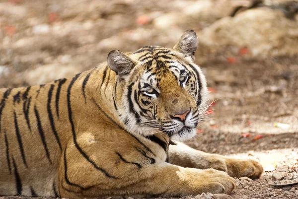 Tiger avkopplande i naturliga livsmiljöer — Stockfoto