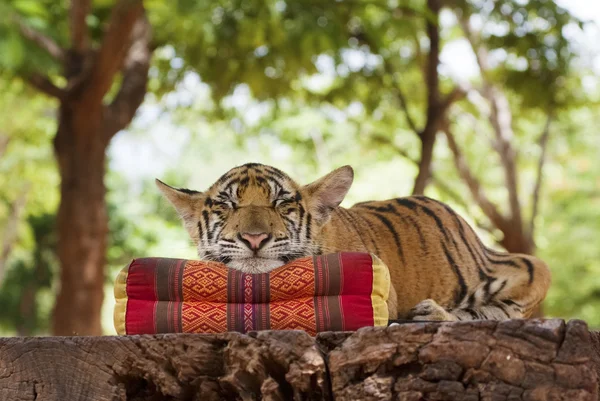 Tiger sleeping on a pillow — Stock Photo, Image