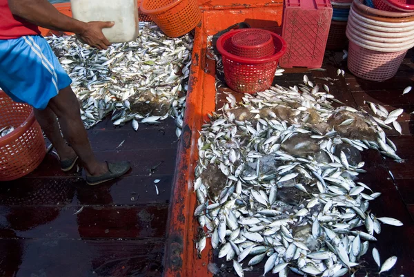 Mackerel piled up after being hauled — Stock Photo, Image