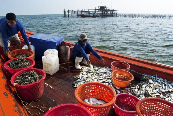 Fishermen inspect and grade the fish — Stock Photo, Image