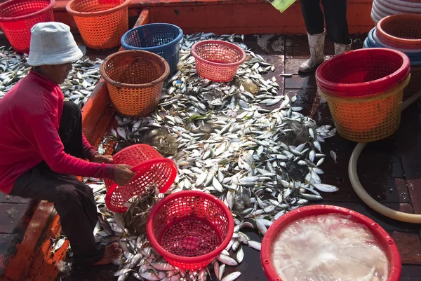 Fishermen inspect and grade the fish — Stock Photo, Image