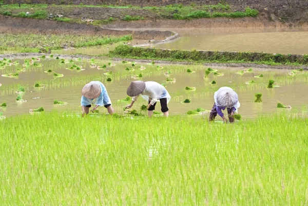 Farmer working in the rice field — Stock Photo, Image