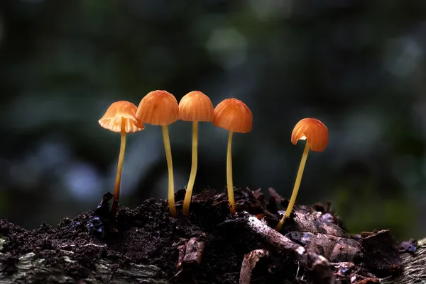 Yellow mushrooms — Stock Photo, Image