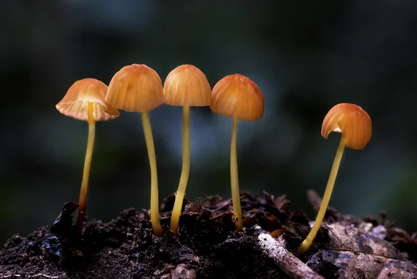 Yellow mushrooms — Stock Photo, Image