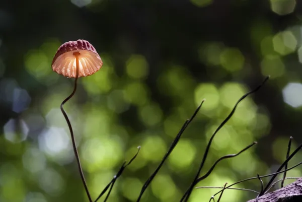 Röd svamp — Stockfoto