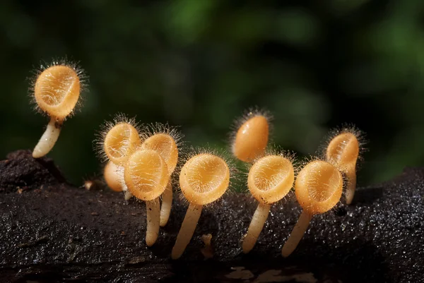 Yellow hairy mushrooms — Stock Photo, Image