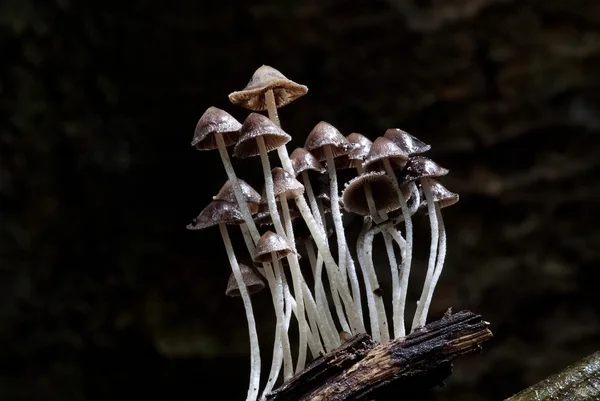 Mushrooms growing out of the timber — Stock Photo, Image