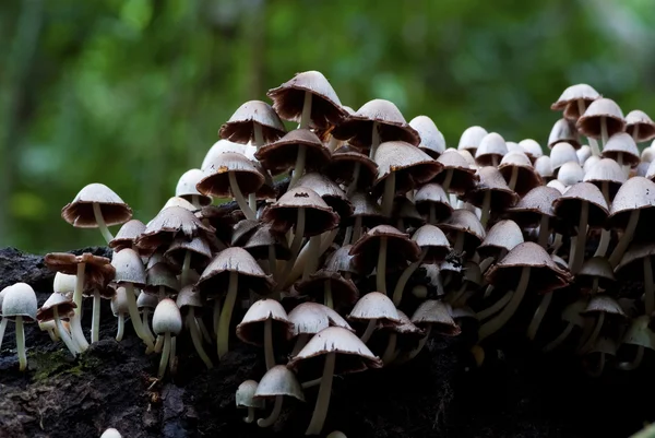 Mushrooms growing out of the timber — Stock Photo, Image