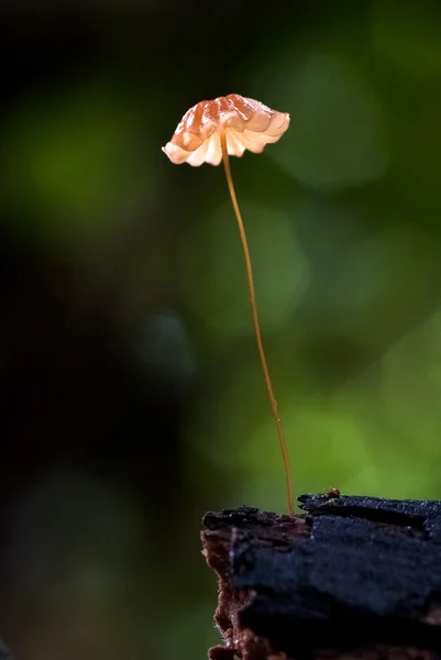 Red mushroom — Stock Photo, Image