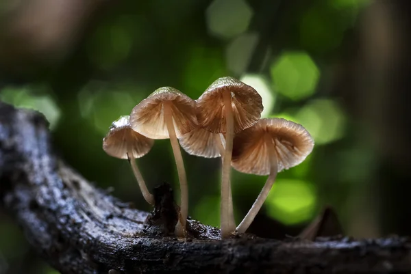 Wild Mushrooms — Stock Photo, Image