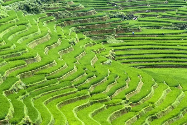 Terraced ryżu pola — Zdjęcie stockowe
