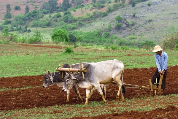 Local prepara tierra para plantación de arroz — Foto de Stock