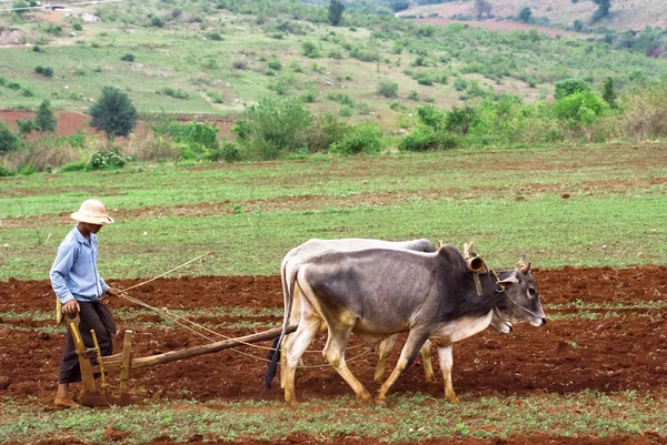 Local prepara tierra para plantación de arroz — Foto de Stock