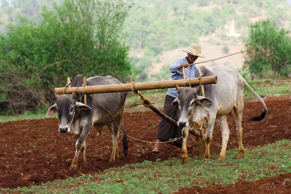 Local prepares land for rice plantation — Stock Photo, Image