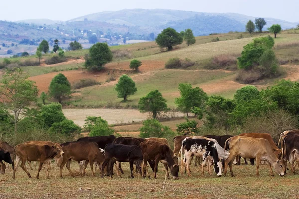 Groupe de vaches — Photo