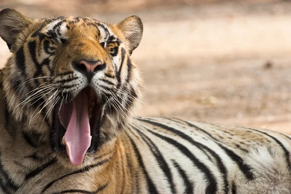 Yawning tiger — Stock Photo, Image