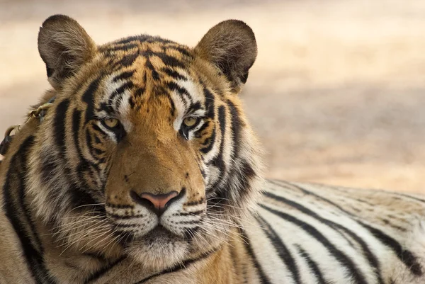 Staring tiger — Stock Photo, Image