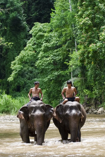 Deux villageois chevauchent des éléphants — Photo