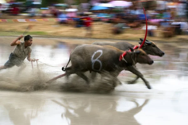 Buffaloes racing — Stock Photo, Image