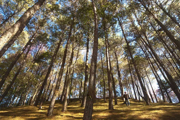 Bosque de pino —  Fotos de Stock