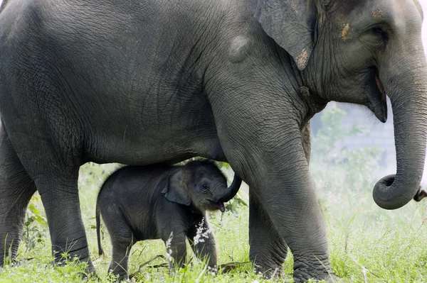 Mère éléphant et bébé — Photo