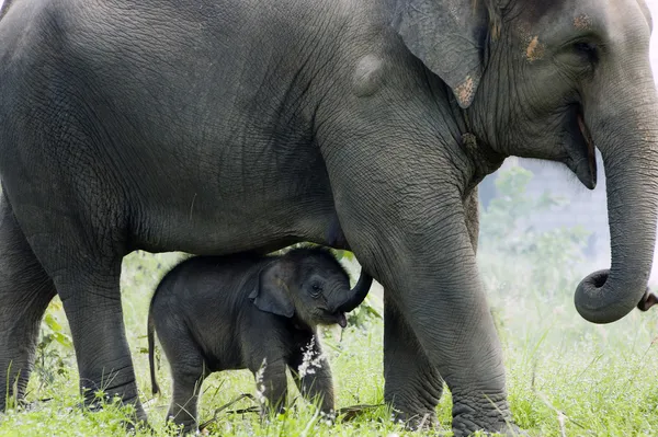 Mother elephant and baby Royalty Free Stock Images