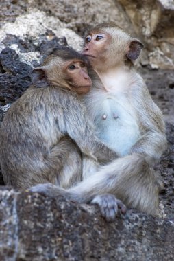 Two monkeys clipart