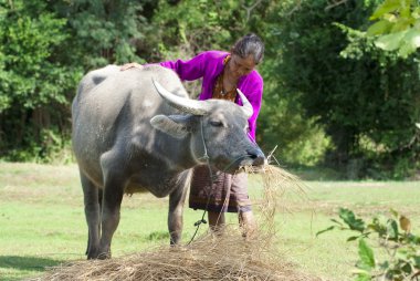 Yerel bir bufalo alanında eğilimi