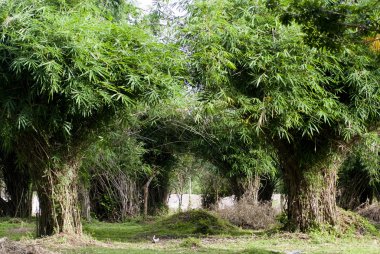 bambu korusu