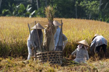 pirinç alanında Harman