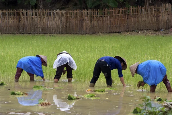 Agricultores vietnamitas trabajan en el campo de arroz — Foto de Stock
