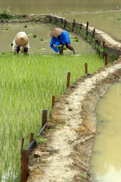 Vietnamese farmers work at rice field — Stock Photo, Image