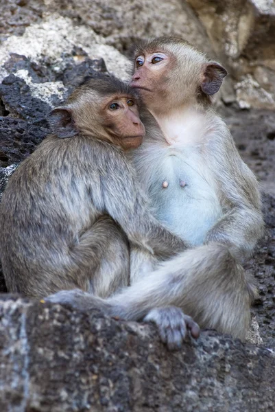 Twee aapjes — Stockfoto