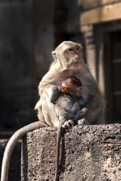 Monkey holding  her baby — Stock Photo, Image