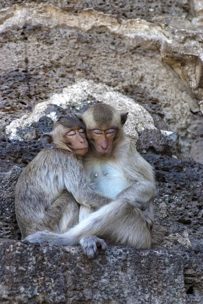 두 원숭이 수 면 — Stok fotoğraf