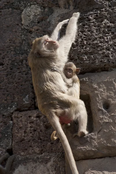 猴子用她的宝宝 — 图库照片