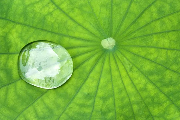 Waterdrop lotus yaprağı üzerinde