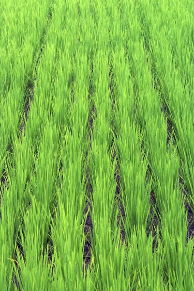Groen rijstveld — Stockfoto