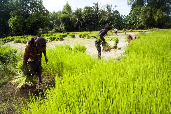 Rice transplanting — Stock Photo, Image