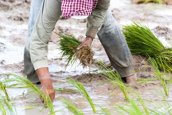 Cultivating rice — Stock Photo, Image
