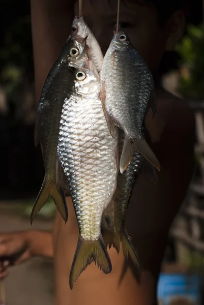 Newly-caught fish — Stock Photo, Image