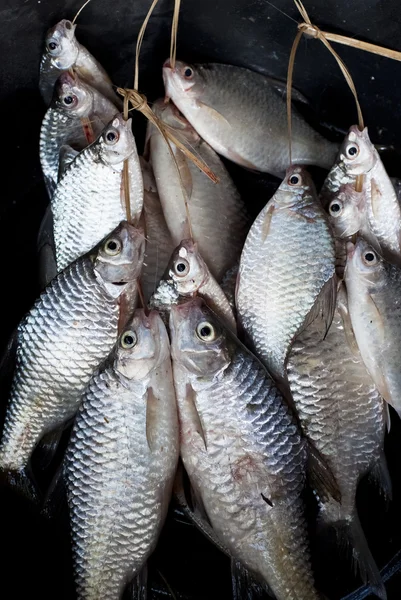 Newly-caught fish — Stock Photo, Image