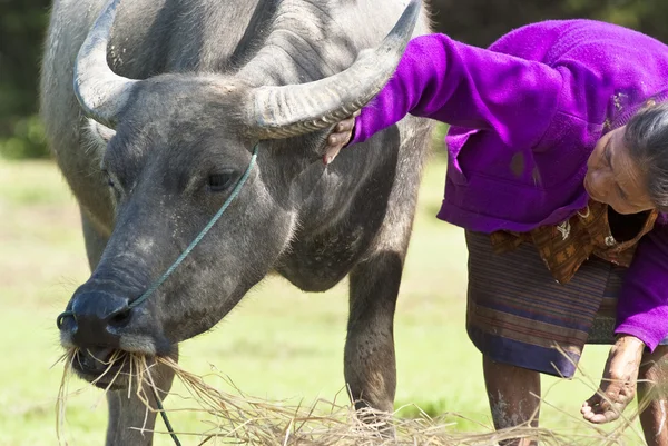 Local atiende a un búfalo en el campo —  Fotos de Stock