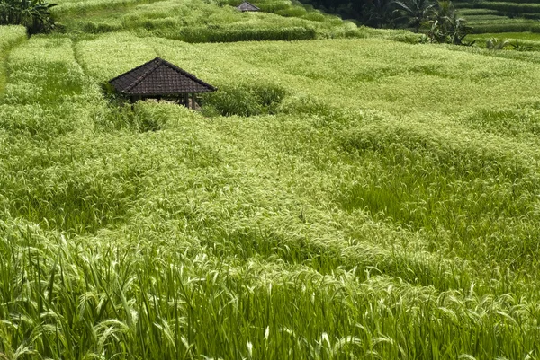 Campo de arroz bali — Fotografia de Stock