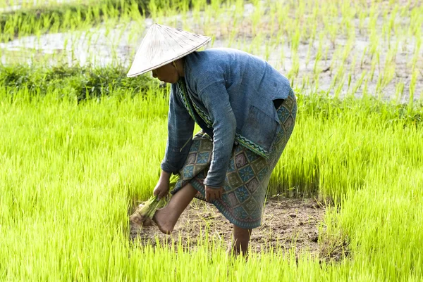 Rijst transplanteren — Stockfoto