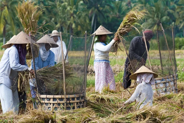 Rijst gedorste in het veld — Stockfoto