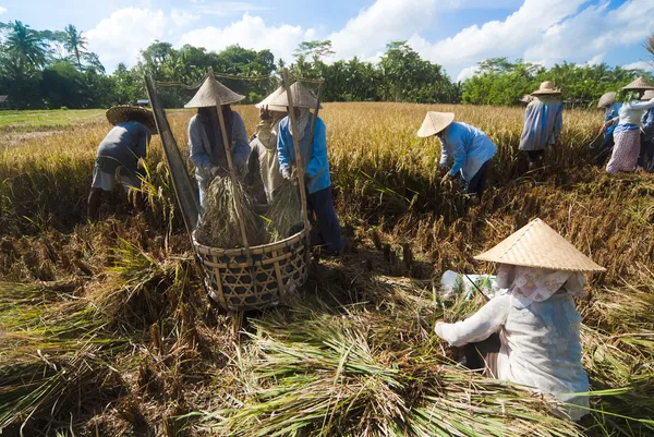 Ryż zmieli w polu — Zdjęcie stockowe