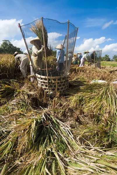 Rice threshed in the field — Stock Photo, Image