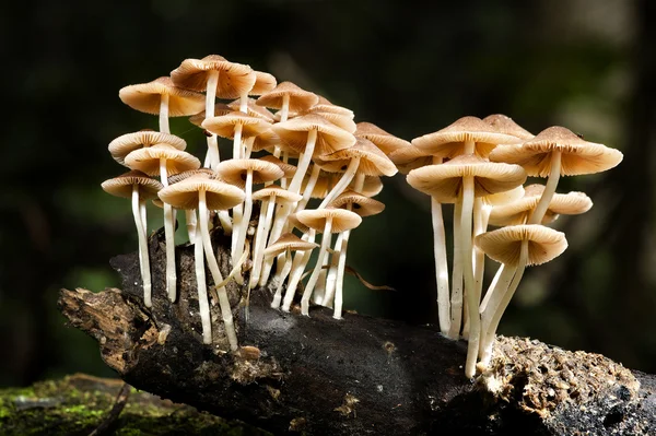 Group of mushrooms — Stock Photo, Image