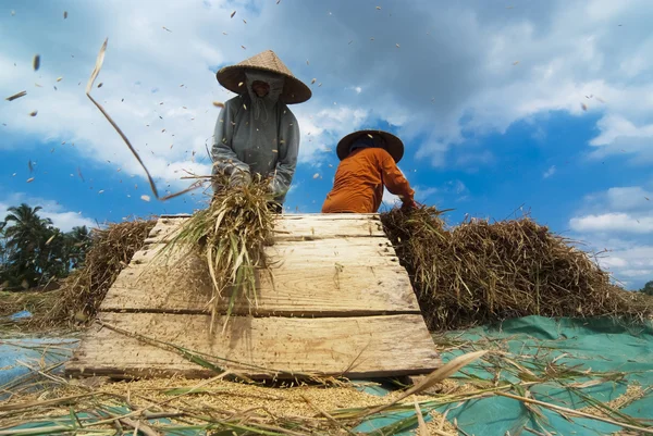 Debulha de arroz no campo Imagem De Stock